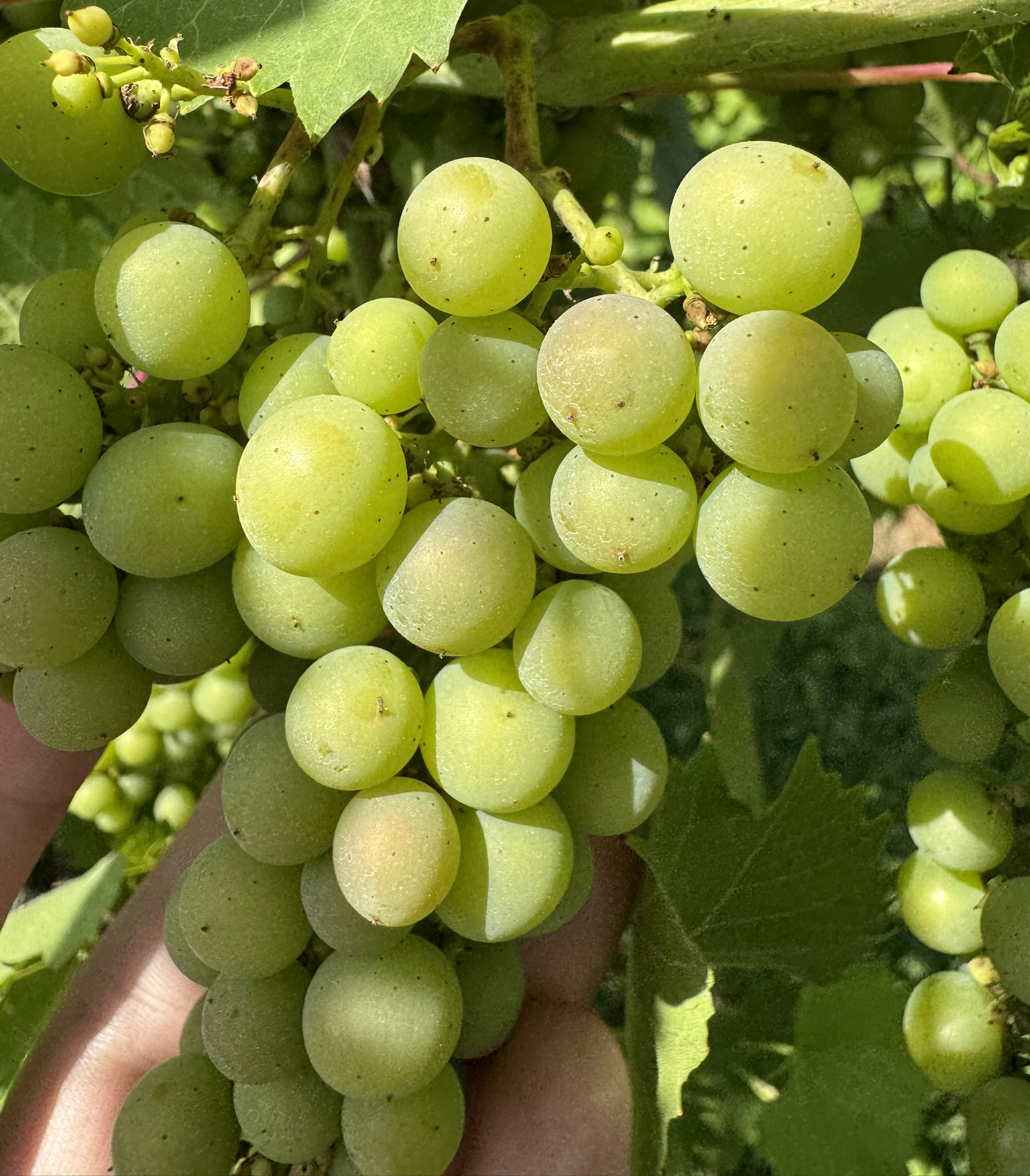 Marquette grapes hanging from a tree limb.
